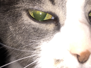 Allie the Cat